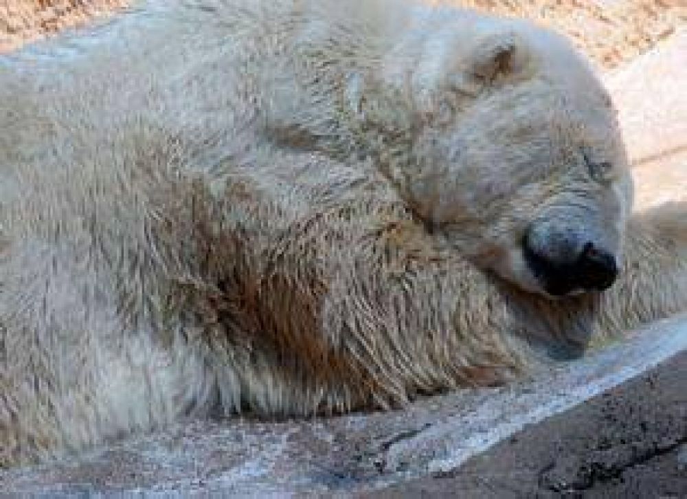 Una campa�a para cerrar el Zoo ya junt� 15 mil firmas