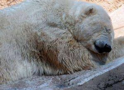 Una campa�a para cerrar el Zoo ya junt� 15 mil firmas