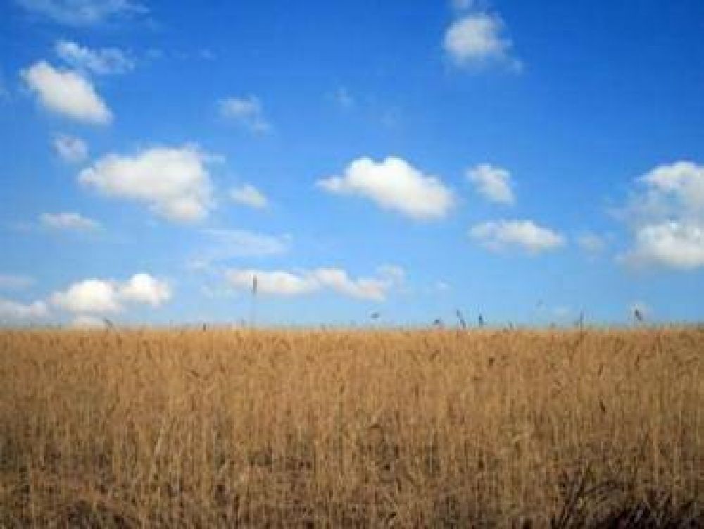 El gobierno provincial declar la emergencia del cultivo de trigo