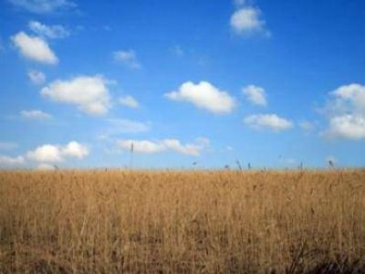 El gobierno provincial declar� la emergencia del cultivo de trigo