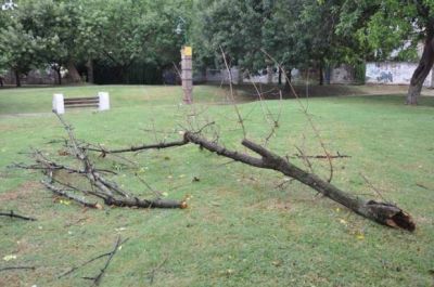 Inconvenientes en la ciudad por el viento y la tormenta: varios sectores se vieron afectados