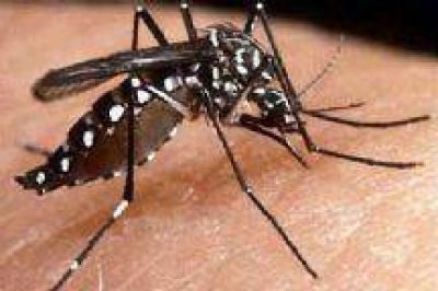 Estudian diez casos sospechosos de dengue en el norte provincial