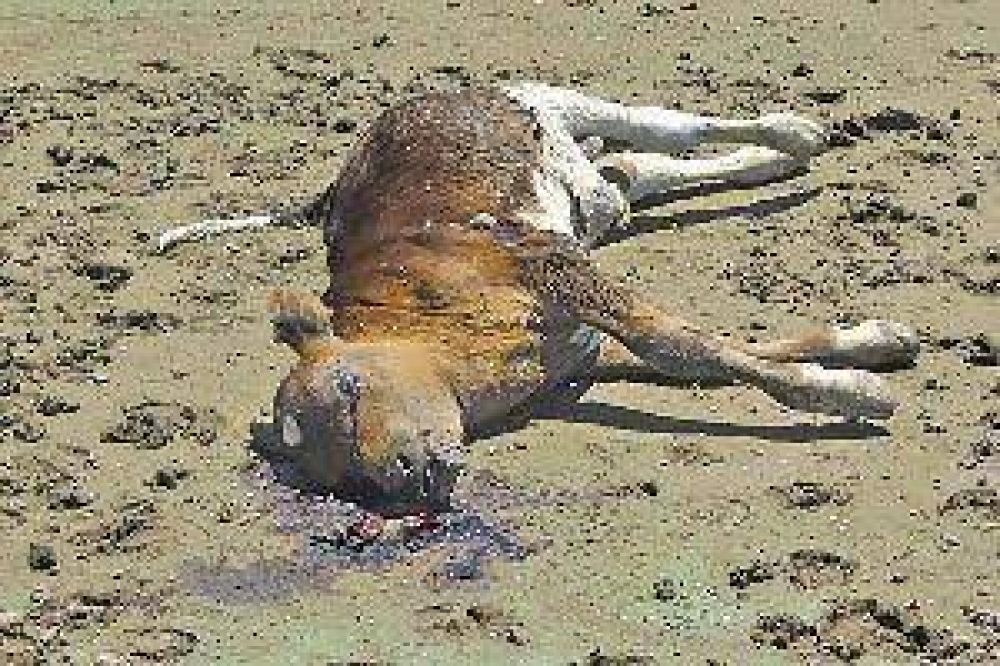 La Justicia investiga de oficio la indignante mortandad de cientos de animales en el lago