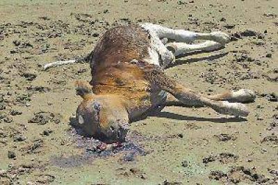 La Justicia investiga de oficio la indignante mortandad de cientos de animales en el lago