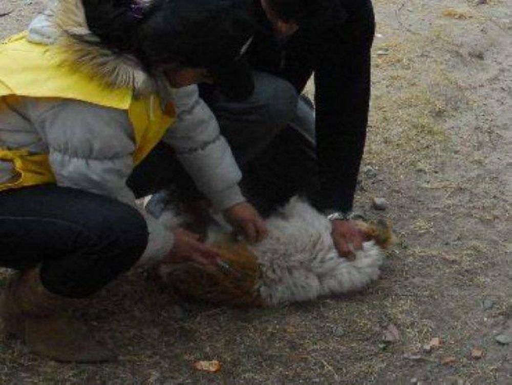 Vacunaci�n de mascotas