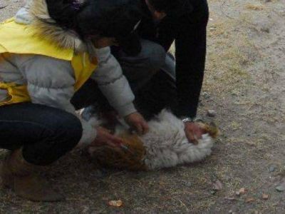 Vacunaci�n de mascotas