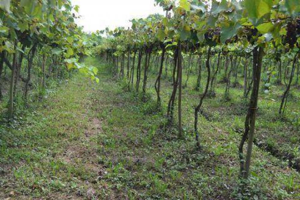 Asociaci�n de productores familiares de la Isla Paulino 	
