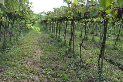 Asociaci�n de productores familiares de la Isla Paulino 	