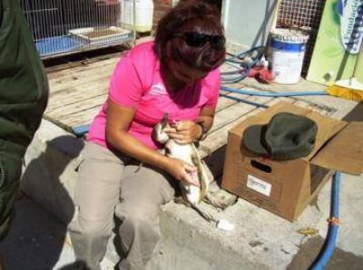 Un ping�ino de Magallanes en la costa de Claromec�