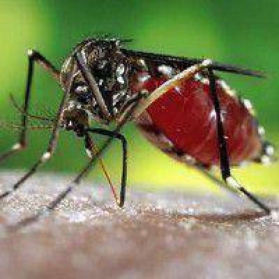 No se registraron nuevos casos de dengue