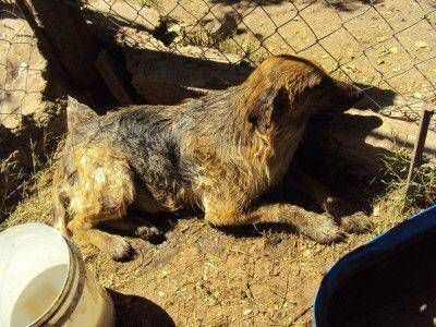 �El refugio es un abandono total�