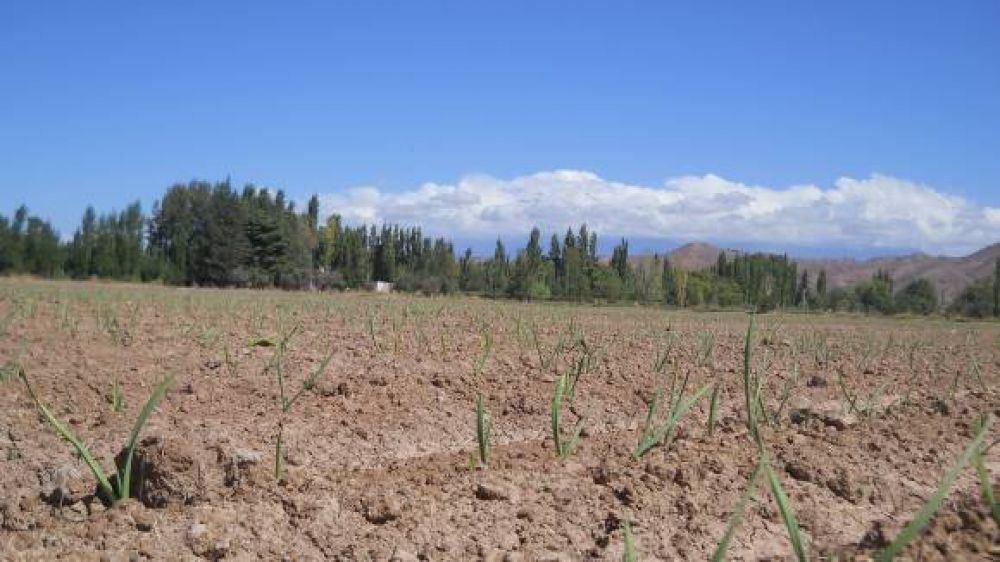 La superficie cultivada de ajo caer�a un 35% en esta campa�a