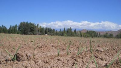 La superficie cultivada de ajo caer�a un 35% en esta campa�a
