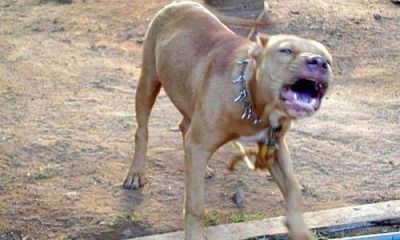 Sali� a trotar, lo atac� un perro y est� a punto de perder un brazo