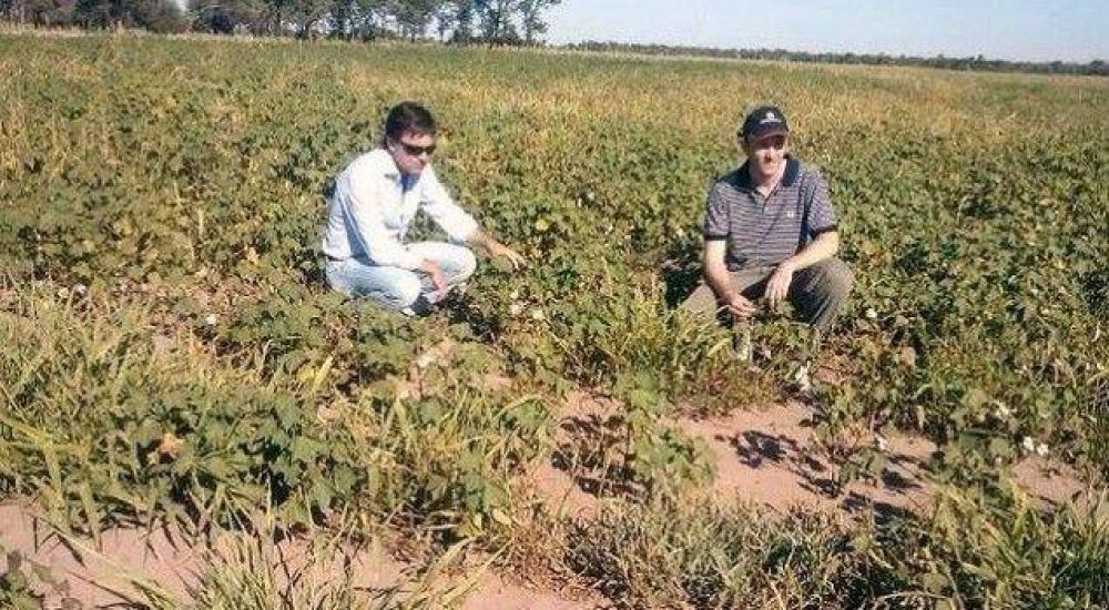 La sequ�a podr�a hacer perder el 50% de la soja en el sudoeste