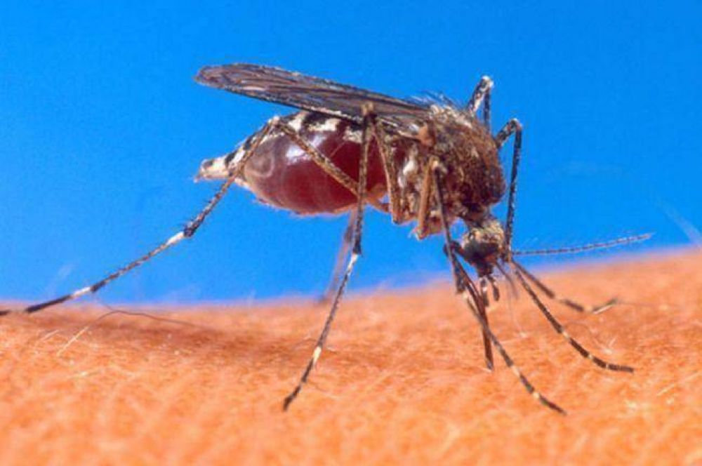 Dengue: se mantienen en seis los casos probables en el Chaco
