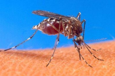 Dengue: se mantienen en seis los casos probables en el Chaco