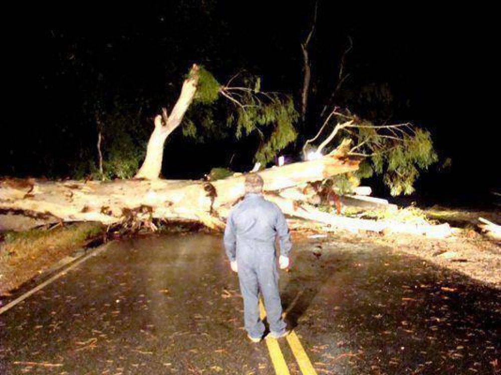 Lluvia y viento: cay� un eucalipto y cort� la ruta 35