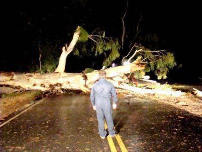 Lluvia y viento: cay� un eucalipto y cort� la ruta 35