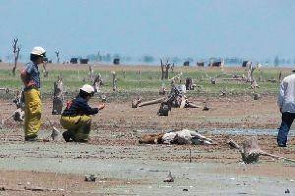 Gran concentraci�n de algas altamente t�xicas provoc� el desastre del Lago