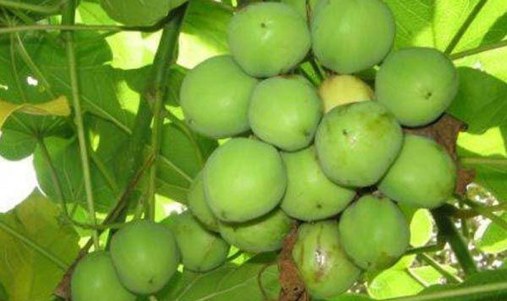 Investigan el cultivo de la Jatropha para Biocombustible