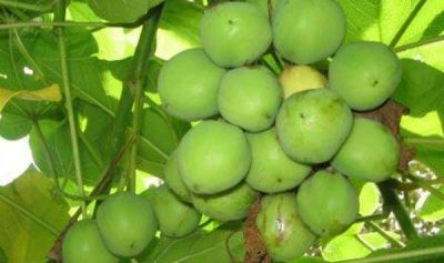 Investigan el cultivo de la Jatropha para Biocombustible