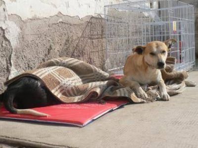Campa�a de Esterilizaci�n: desde hoy funcionar� en Villa Observatorio