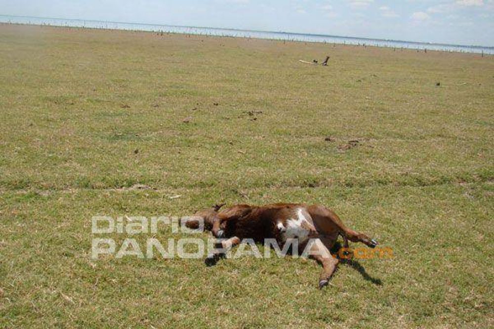 Defensor del Pueblo de Tucum�n recorri� la zona donde murieron animales