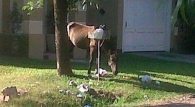 Equino suelto provoc� un accidente fatal