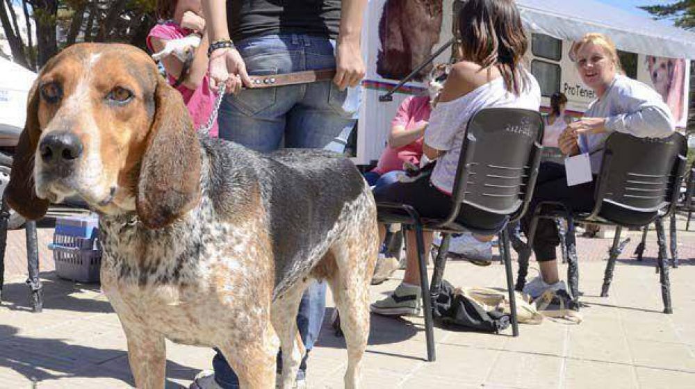 M�s de 120 personas llevaron sus mascotas al tr�iler de esterilizaci�n