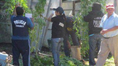 Secuestran m�s de 35 plantas de marihuana de dos metros y medio