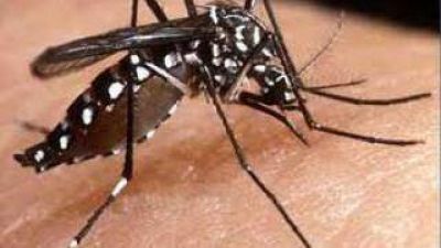 Extremar las medidas de prevenci�n contra el Dengue