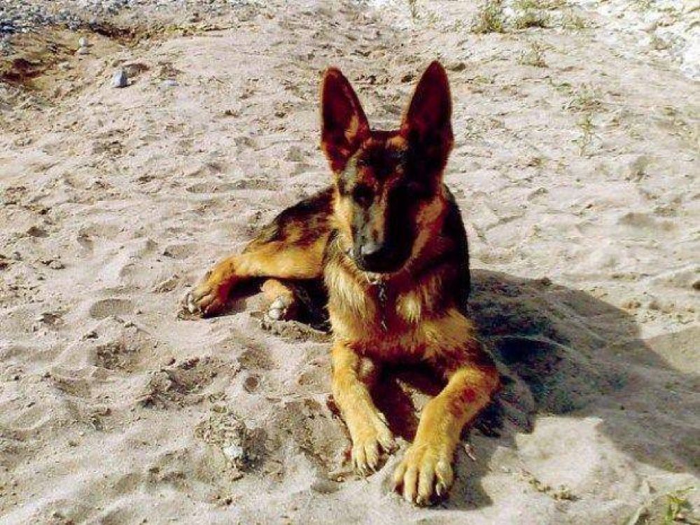 Ins�lito: destrozan el ingreso a una casa para robar el perro