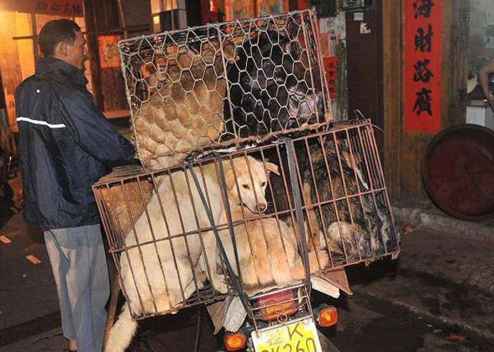 En Z�rate tambi�n se producen robos y extorsiones de mascotas