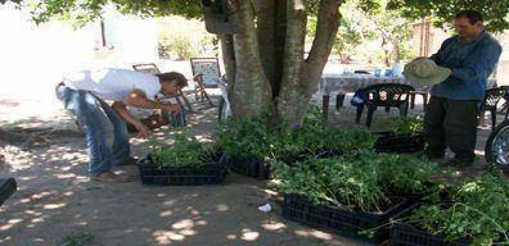 Experimentan con el ��rbol milagroso� de la moringa como cultivo alternativo
