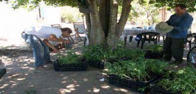 Experimentan con el ��rbol milagroso� de la moringa como cultivo alternativo