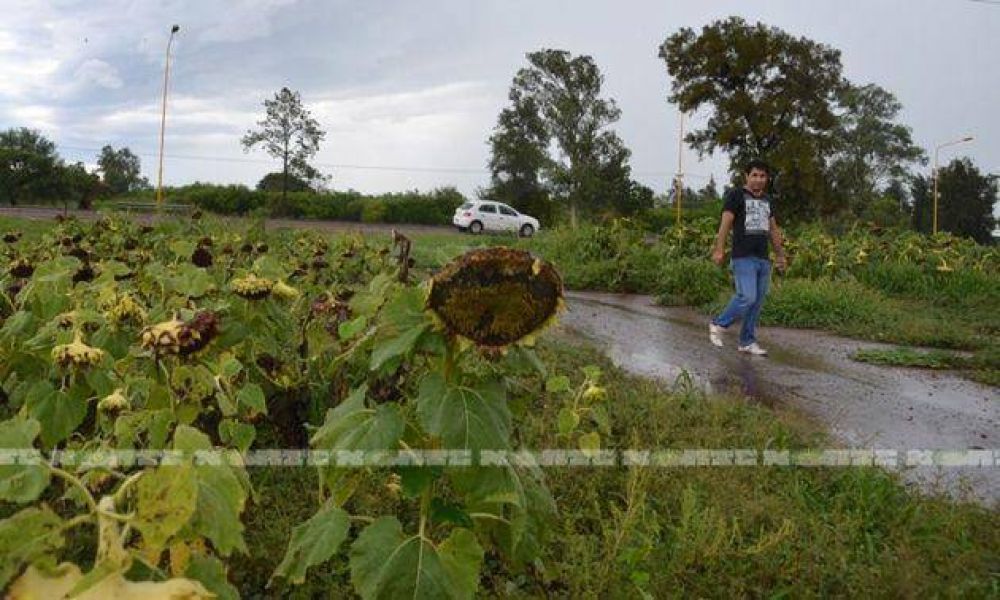 La lluvia no fue suficiente para paliar la crisis h�drica en el interior del Chaco