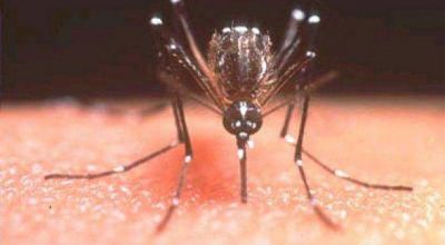 Dengue: sin nuevos casos