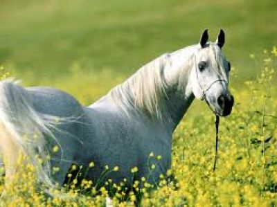 Est� internado un nene de dos a�os que habr�a sido golpeado por un caballo