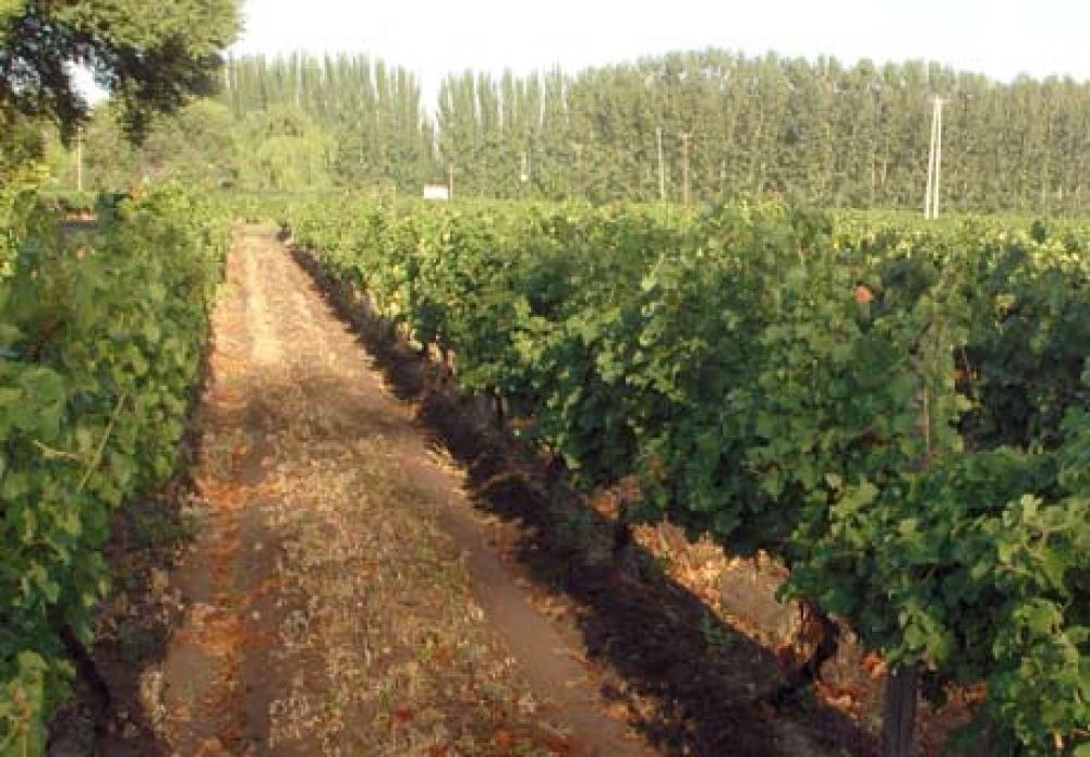 R�o Negro entreg� aporte a productores vit�colas afectados por ca�da de granizo