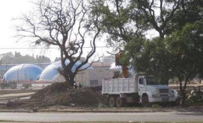 Pol�mica por tala de �rboles para instalar Tecn�polis