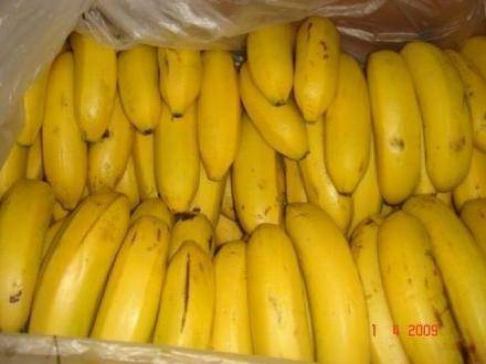 En 60 d�as se instalara una planta de empaques de banana en Tacaagle 