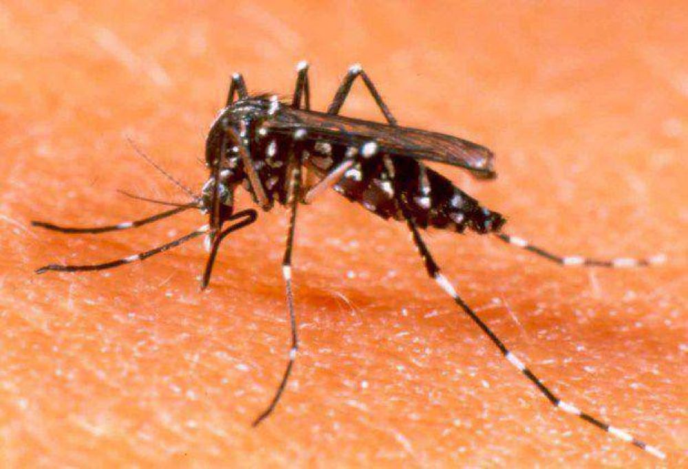 Instan a continuar la lucha contra el dengue en las casas