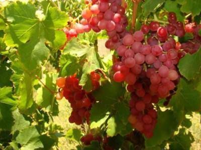 Defienden la fijación del precio oficial de la uva