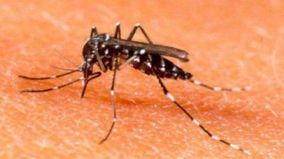 Piden no generar p�nico ante casos de dengue
