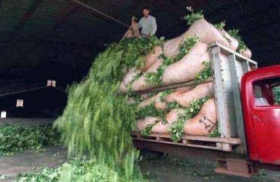 Yerba: la producci�n propone 2,70 el kilogramo de la hoja verde