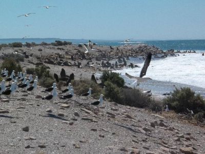 Imponen cerco al �rea vulnerable de Islote Lobos