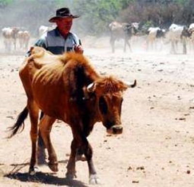 La profunda sequ�a sigue poniendo en jaque a la ganader�a