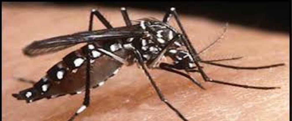 Hallaron ejemplares del mosquito Aedes Aegypti en General Alvear