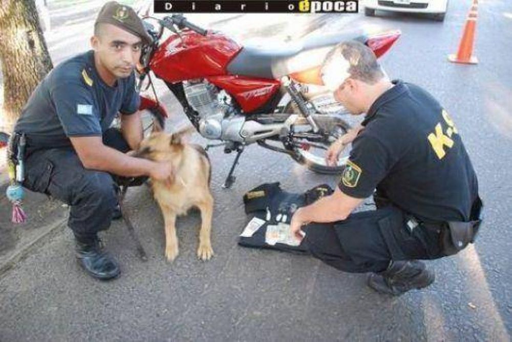 Perro de la Polic�a descubri� que un joven llevaba coca�na en su moto